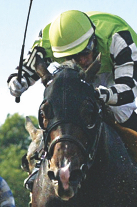 close up of horse and rider