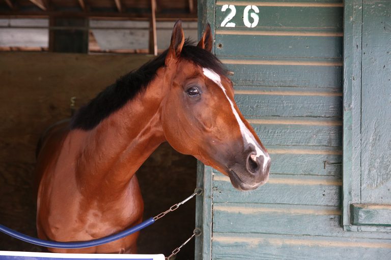 Kentucky Derby Runnerup Mandaloun To Work Saturday At Monmouth