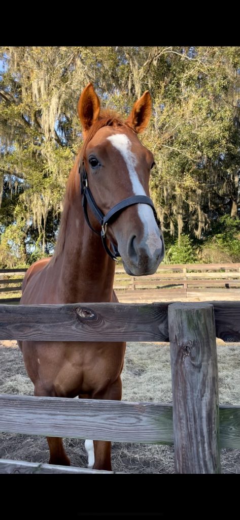 horse