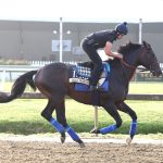 horse